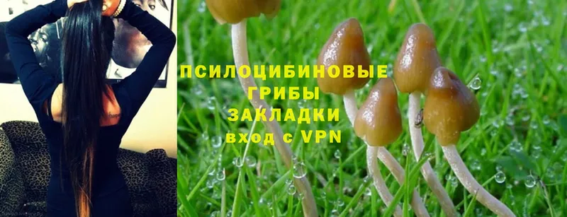 Галлюциногенные грибы Psilocybine cubensis  цены наркотик  мега вход  Александровск 